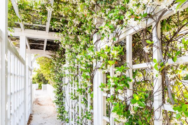 Cost of Trellis Repair in North Little Rock