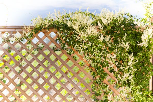 Cost of Lattice Repair in North Little Rock