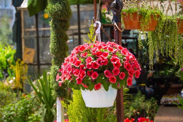 Cost of Hanging Planter Installation in North Little Rock