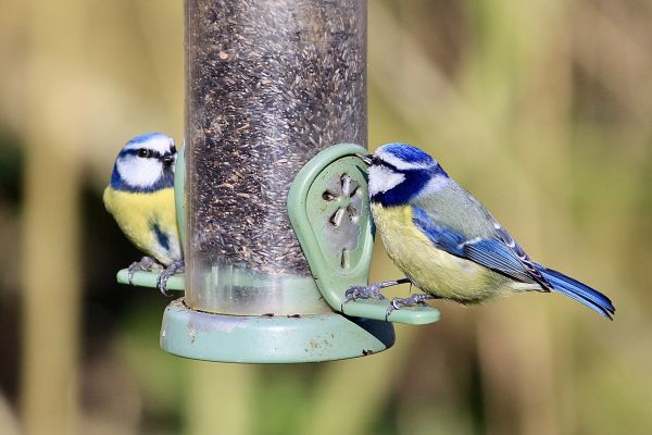 Bird Feeder Mounting Service in North Little Rock