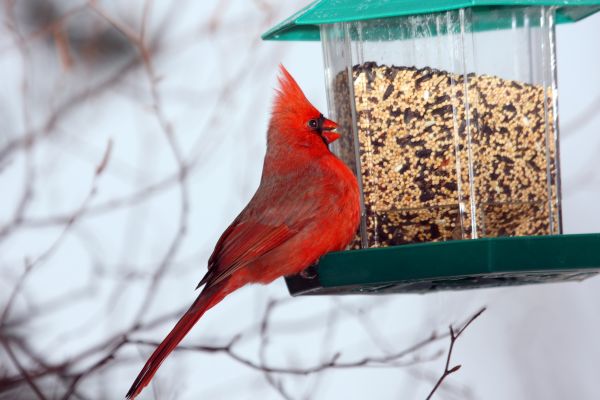 Bird Feeder Hanging in North Little Rock